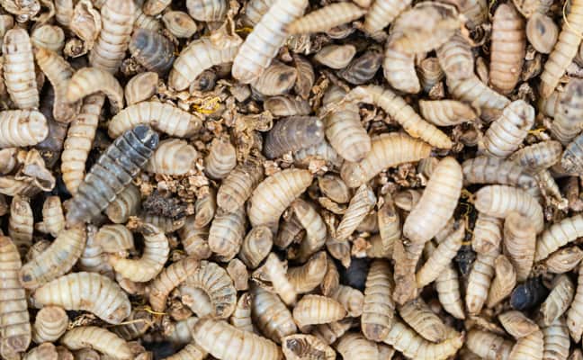 Study finds benefits in ‘bug butter’