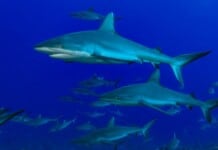 A Half-Million Sharks To Be Killed for COVID-19 Vaccine